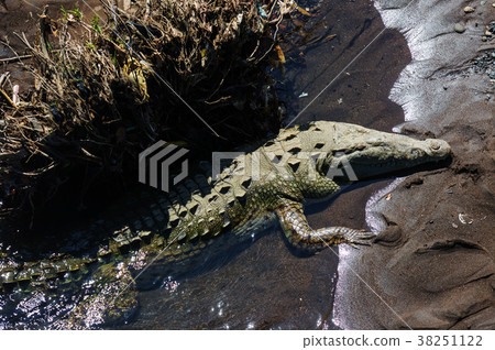 Crocodile 38251122