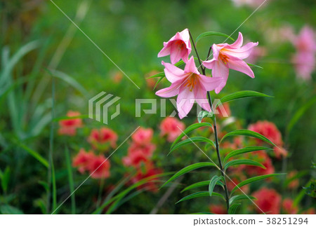 Yellow lily 1 Yellow lily 1 38251294