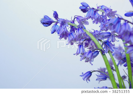 藍紫色西拉campanulata 藍紫色西拉campanulata 38251355