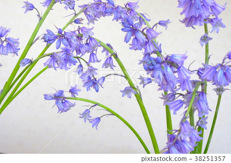 Blue light Syrah campanulata Blue light Syrah campanulata 38251357