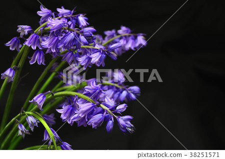 Blue-purple Syrah campanulata (black background) 38251571