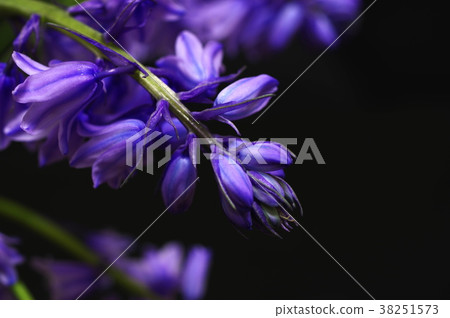藍紫色西拉campanulata（黑色背景） 38251573