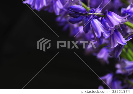 藍紫色西拉campanulata(黑色背景) 藍紫色西拉campanulata(黑色背景) 38251574