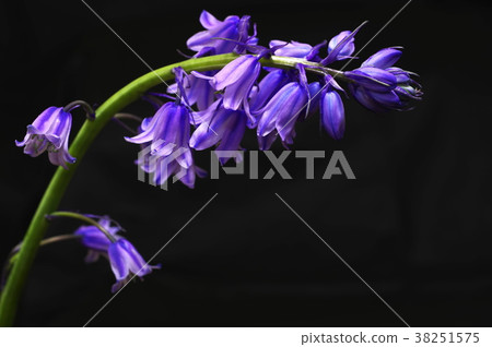 藍紫色西拉campanulata(黑色背景) 藍紫色西拉campanulata(黑色背景) 38251575
