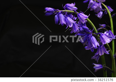 藍紫色西拉campanulata(黑色背景) 藍紫色西拉campanulata(黑色背景) 38251576