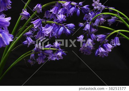藍紫色西拉campanulata(黑色背景) 藍紫色西拉campanulata(黑色背景) 38251577