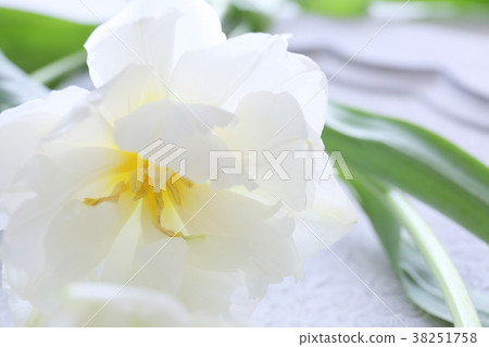 Tulip white 38251758