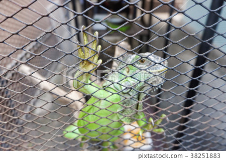 A iguana or green iguana in a cage 38251883