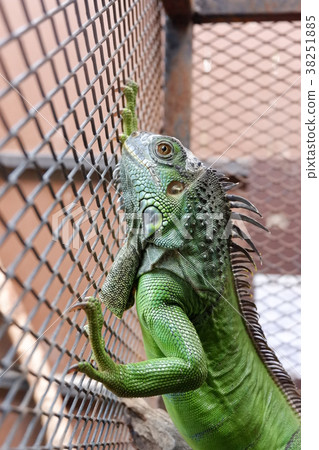 A iguana or green iguana in a cage 38251885