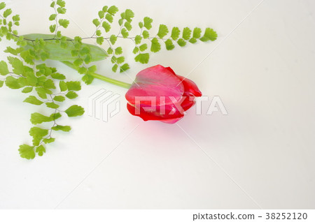 Red tulips and asian tam 38252120