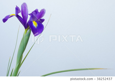 藍紫色燈泡虹膜 38252437