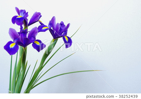藍紫色燈泡虹膜 38252439