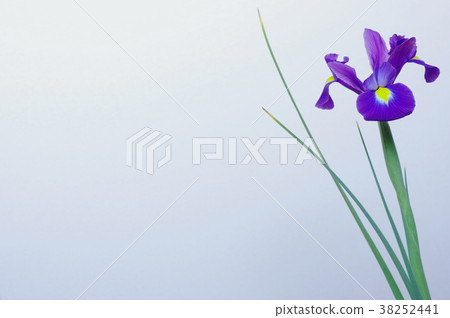 藍紫色燈泡虹膜 38252441