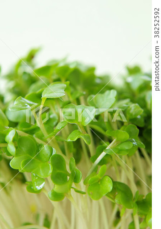 Broccoli Sprout Broccoli Sprout 38252592