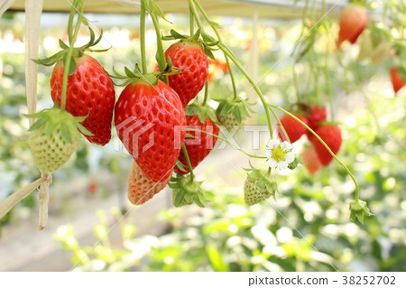 Strawberry picking Strawberry picking 38252702