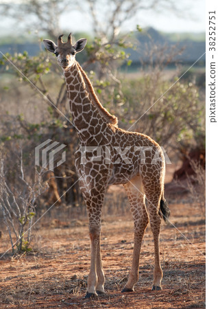 giraffe in tsavo east national park, kenya 38252751