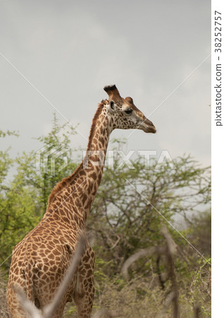 giraffe in tsavo east national park, kenya giraffe in tsavo east national park, kenya 38252757