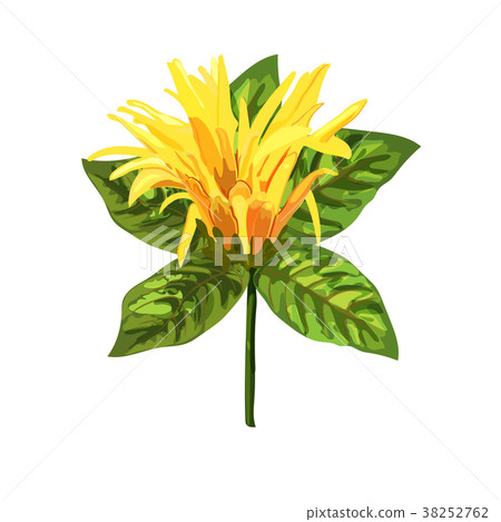 Yellow tropical plant. Mexican Honeysuckle, Orange 38252762