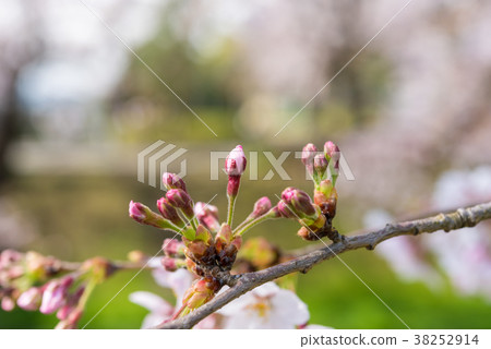 櫻花芽和花 38252914