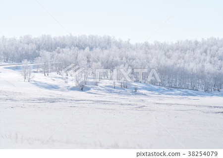 Winter landscape, snow field with white forest Winter landscape, snow field with white forest 38254079