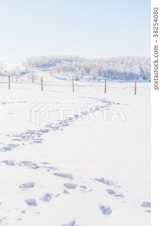 Winter landscape, white snow field with footprint Winter landscape, white snow field with footprint 38254080
