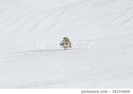 Winter landscape, a tree stand alone on snow field 38254089