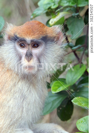 赤猴 38254507
