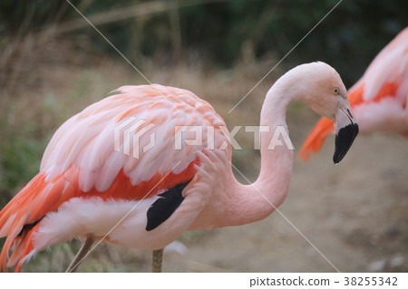 火烈鳥 38255342