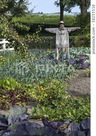 Scarecrow in a vegetable patch Scarecrow in a vegetable patch 38255516