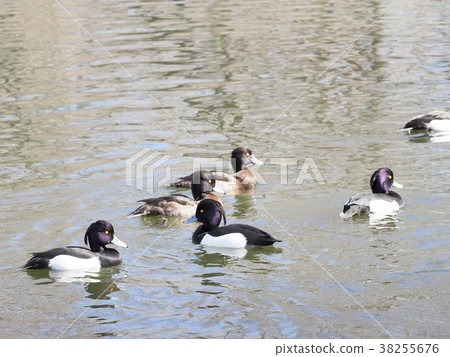 一群金魚 38255676