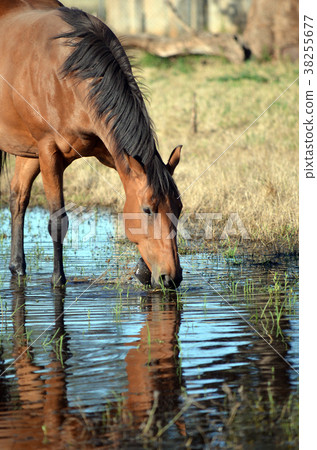 Horse Drinking And Pawing Water Stock Photo