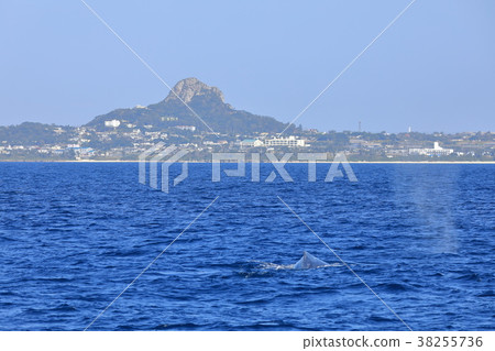 駝背鯨離開Ie島 38255736