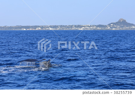 駝背鯨離開Ie島 38255739