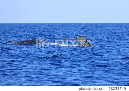 駝背鯨離開Ie島 38255749