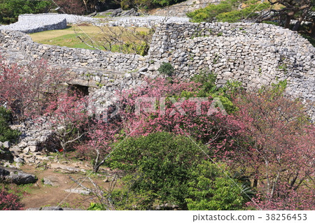 Nakiji Castle castle's cold cherry blossoms 38256453