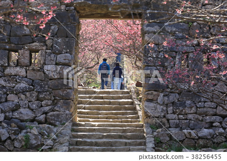 Nakiji Castle castle's cold cherry blossoms 38256455