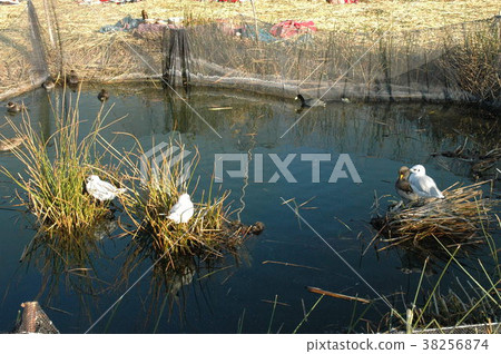 Lake Titicaca, Uros Island Lake Titicaca, Uros Island 38256874
