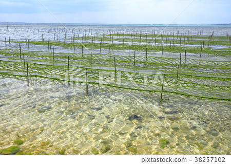 Cultivation of Arthur 38257102
