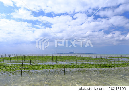 亞瑟的培養 38257103