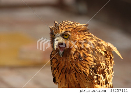 From Matsue Vogel Park 38257111