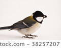 Great tit 38257207