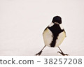Great tit 38257208
