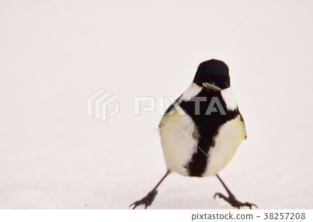 Great tit Great tit 38257208