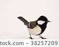 Great tit 38257209