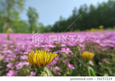 Shiba Sakura Shiba Sakura 38257224