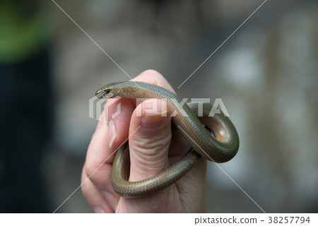 Snake in the hand 38257794