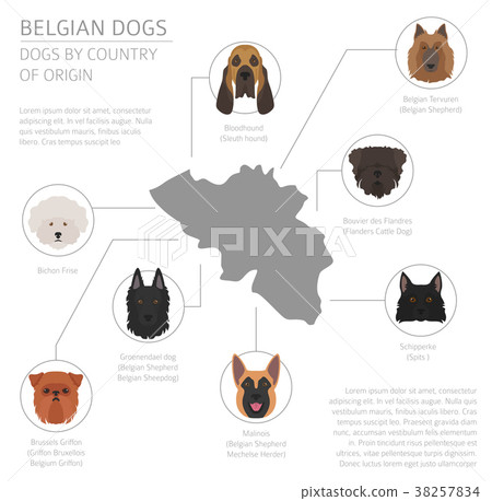 Dogs by country of origin. Belgium dog breeds Dogs by country of origin. Belgium dog breeds 38257834