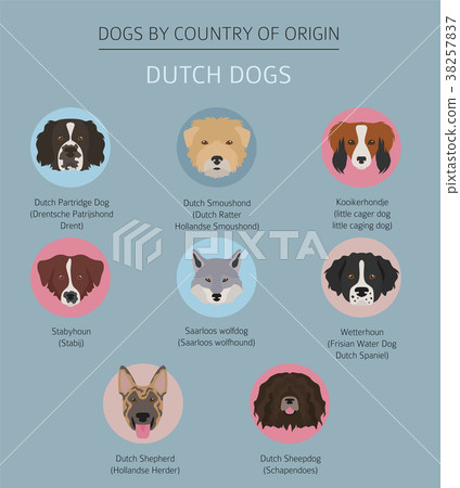 a dogs way home dog breed dutch