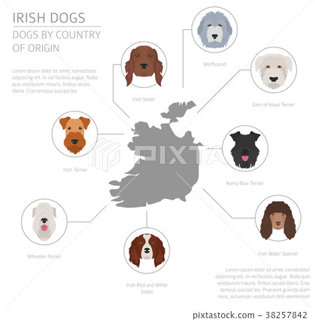 Dogs by country of origin. Irish dog breeds 38257842
