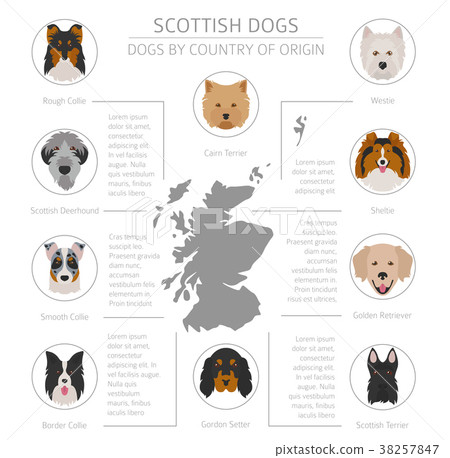 Dogs by country of origin. Scottish dog breeds 38257847